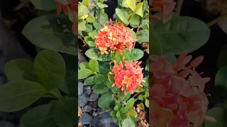 IXORAS super resistentes al clima caluroso✨🏵️ videos jardin youtubeshorts beautiful [upl. by Sixele]