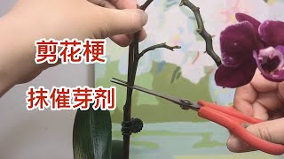 给蝴蝶兰剪花梗和抹催芽剂 How to Cut Phalaenopsis Spike [upl. by Ettegroeg]