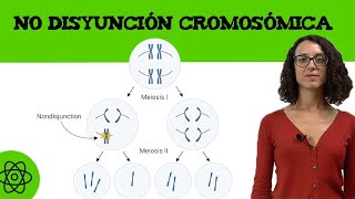 Ejercicio de No disyunción cromosómica II 🧬 [upl. by Gale]