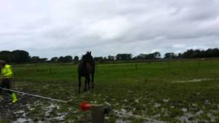 Paard in de wei mega blubber boel [upl. by Akimit42]