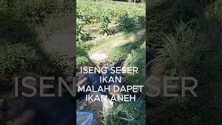 SESER IKAN DI SUNGAI DAPET IKAN ANEH bolang [upl. by Pentheas]