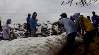 Unknown Sea CreatureGlobster Sighted in Dinagat Islands Philippines [upl. by Ellerey]