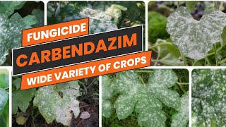 Carbendazim Fungicide BroadSpectrum Fungal Disease Control  Uses Mode of Action amp Dosage [upl. by Gruchot457]