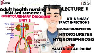 kmu lecture Adult health nursingAHN1unit 3 Disorder of genitourinary systemUTIBSN 3rd semester [upl. by Wehner499]