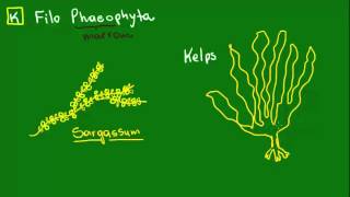 Feofíceas ou algas pardas  Diversidade dos Seres Vivos  Biologia [upl. by Elimac]