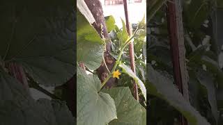 Cucumis sativus or Cucumber flora nature plants creeper [upl. by Enaffit513]