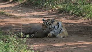 Pench Khursapar B2 Tigress Sighting May 24 [upl. by Catarina]