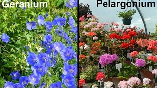 What Is A Geranium amp What Is A Pelargonium [upl. by Sivad976]