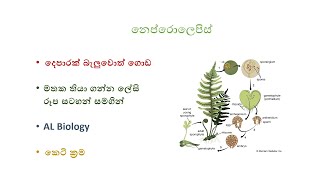 නෙප්රොලෙපිස් ජීවන චක්‍රයnephrolepis life cycleAl BiologyEasy Biology [upl. by Marino]