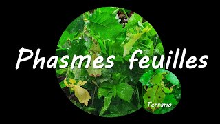 Tuto phasme feuille 🍃 🦠 🍂 [upl. by Eidoc454]