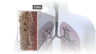 Mucociliary transport system cilia beating High flow heated humidified oxygen therapy [upl. by Pazit]