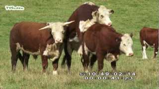 LibraryLook Hereford cattle and Veluwe heath sheep [upl. by Ellennahc]