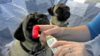 HowTo Brush Your Pugs Teeth [upl. by Henryk]