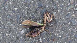 Ants Swarming around a Dead Praying Mantis オオカマキリ♀とハリガネムシの死骸に群がるアリ [upl. by Akcired]