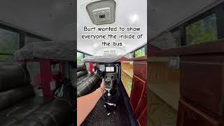 Lab shows off the interior of the bus vanlife busbuild vanbuild solofemaletraveler [upl. by Eugnimod464]