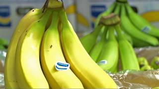 Tropische Bananen werden erst in Deutschland gelb [upl. by Croix]