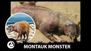 The Montauk Monster Explained [upl. by Jarlath]