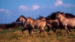 The wild horses that are rewilding Britain [upl. by Lucchesi446]