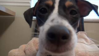 Jack Russell Terrier puppy barking [upl. by Cynde555]