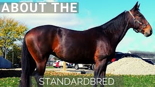 About the Standardbred [upl. by Aisel]