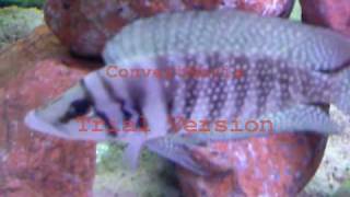 ALTOLAMPROLOGUS CALVUS WHITE CHAÏTIKA F0avi [upl. by Philippine170]