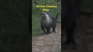 African Clawless Otter [upl. by Ibba343]