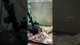 Loaches Bichirs and a Datnoid [upl. by Christiana]