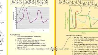 Cardiac Action Potentials Part 2 AR and Muscle APs [upl. by Quennie]