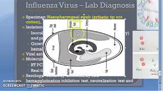 Microbiology 476 e Influenza virus H1N1 Lab Diagnosis RTPCR HAI FLU Heme Agglutination Inhibition [upl. by Enidan]