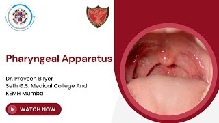 Pharyngeal Apparatus [upl. by Crockett]