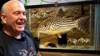 BREEDING Corydoras  50 Years of Experience [upl. by Waldo]