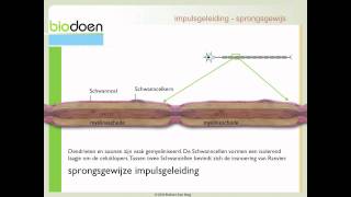 Biodoen  impulsgeleiding 3 van 5 [upl. by Atsirhc]