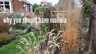 Molinia a great all round grass [upl. by Oehsen]