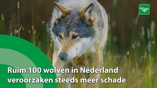 Ruim 100 wolven in Nederland veroorzaken steeds meer schade [upl. by Clift]