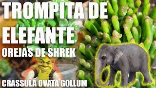 ✿✿ TROMPITA DE ELEFANTE  CRASSULA OVATA ✿✿ [upl. by Ennayd]