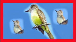 Great Crested Flycatcher Song Great Crested Flycatcher Call Great Flycatcher  Myiarchus Crinitus [upl. by Aisset]