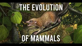 The Evolution of Mammals [upl. by Yentuoc]