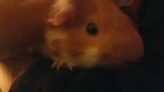 🧡🤍NIBBLES RESPONDING IN GUINEA PIG LANGUAGE🧡🤍 HE IS SO AFFECTIONATE AND LOVING 💕💕💕 [upl. by Strephon]