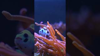 Nano Anemonen Aquarium aquarium meerwasseraquaristik nemo fish korallen nanoaquarium anemone [upl. by Karame]