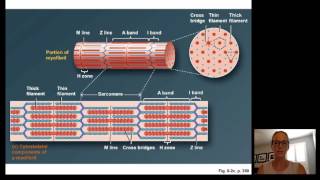 Lecture15 Muscle Physiology [upl. by Volnak434]