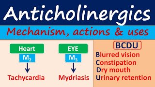 Anticholinergics  Mechanism actions side effects amp uses [upl. by Sholom]