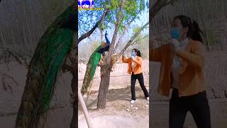 Wild peacock peafowl shorts love song bollywood hindisong amazingpeacock bdsports [upl. by Feenah4]