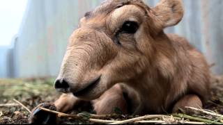 IFAW Russia  Saiga antelopes are rare creatures [upl. by Cornelius]