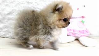 Boutique Teacup Puppies  Micro Teacup Pomeranians Tiniest Pom Puppies [upl. by Ecinna]