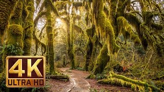 Hoh Rain Forest  4K Nature Relaxation Film [upl. by Viridissa257]