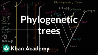 Understanding and building phylogenetic trees  High school biology  Khan Academy [upl. by Adriena29]