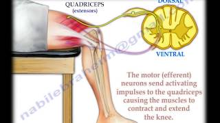 Knee Jerk Reflex  Everything You Need To Know  Dr Nabil Ebraheim [upl. by Cynar665]