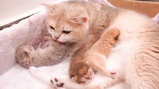 Mother cat feeding amp bathing kittens sounds of pure love [upl. by Adnoel]