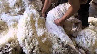 Merino sheep shearing Australia [upl. by Hube]