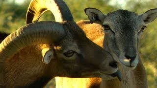 Breeding Behavior in the European Mouflon Sheep HD [upl. by Va]